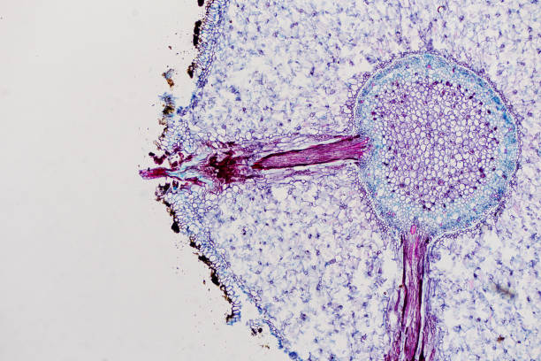 istock Cross sections of the plant root under the microscope view for education 959019172