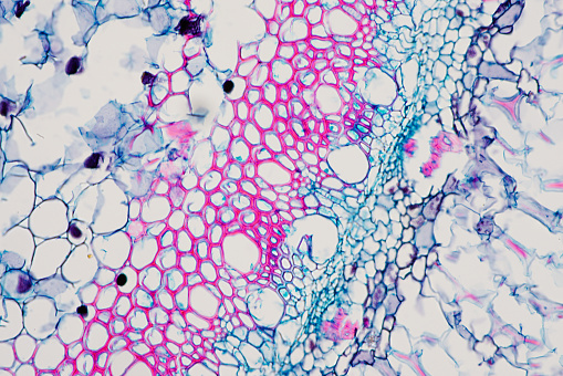 Cross sections of the plant root under the microscope view for education