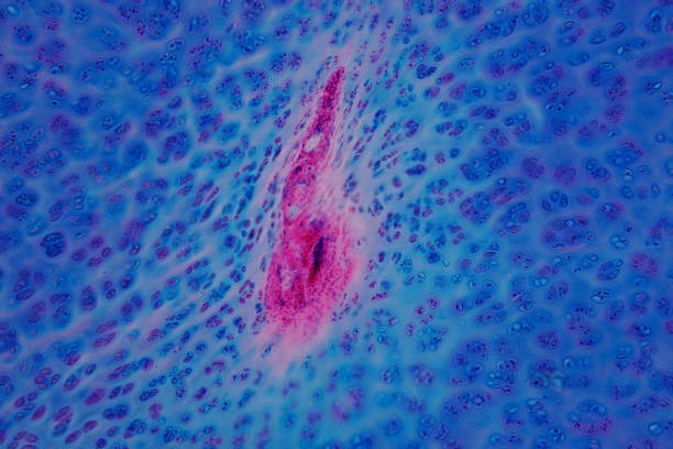 istock Human Hyaline cartilage bone under microscope view for education histology. Human tissue. 959019234