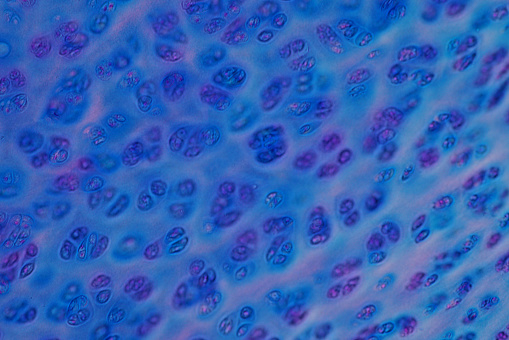 Hueso de cartílago hialino humano vista de microscopio para la histología de la educación. Tejido humano. photo