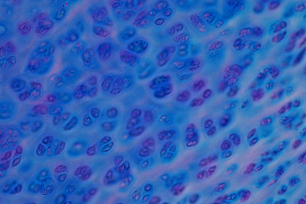 istock Human Hyaline cartilage bone under microscope view for education histology. Human tissue. 959019238