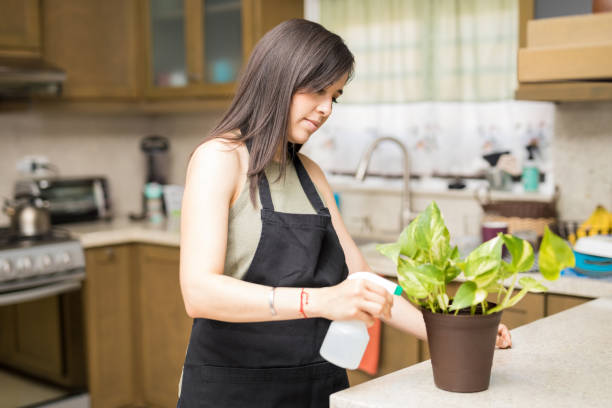 istock Busy maid using spray on green plant 959019940
