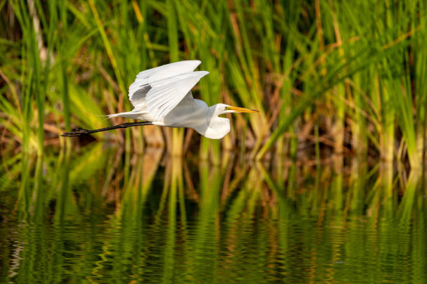 istock Great egret Ardea alba bird flies over a wetland pond 959023520