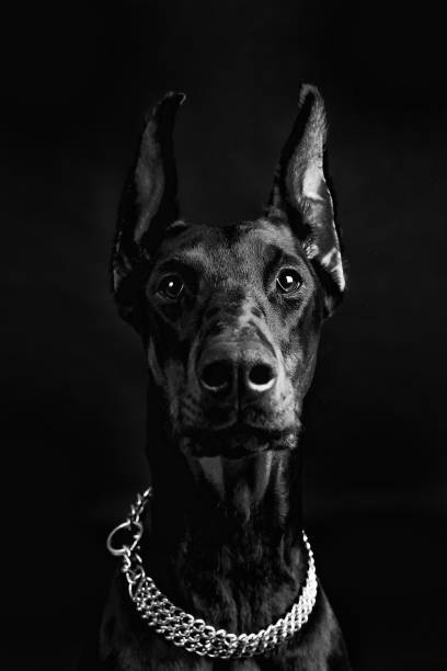 istock beautiful doberman pinscher close-up on a black background 959023666