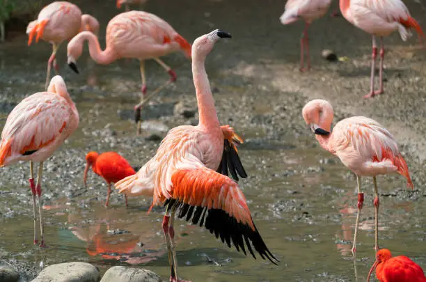 Chilean flamingo Phoenicopterus chilensis bird spreading wings