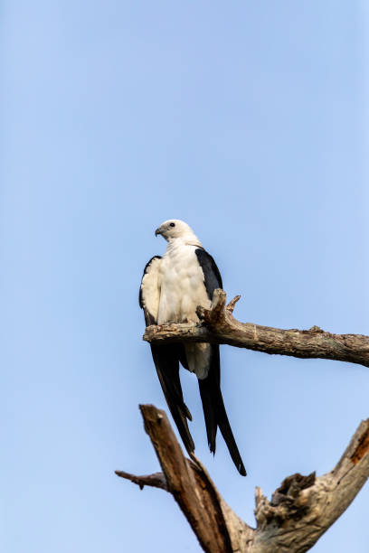 istock Swallow-tailed kite Elanoides forficatus 959028124