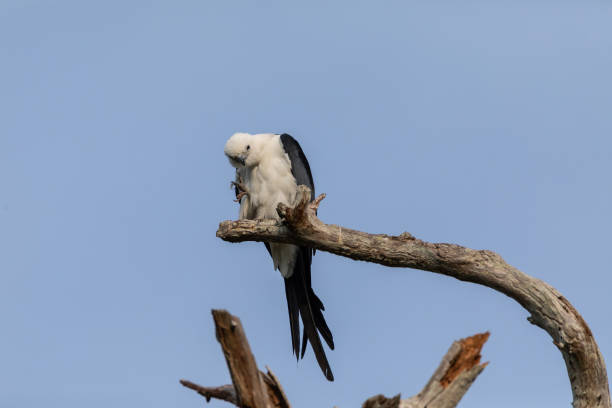 istock Swallow-tailed kite Elanoides forficatus 959028186