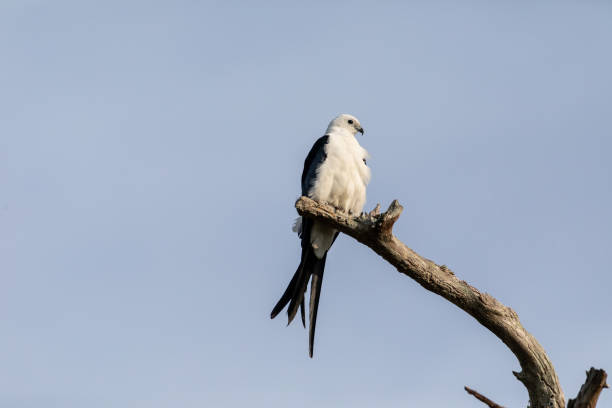 istock Swallow-tailed kite Elanoides forficatus 959028314