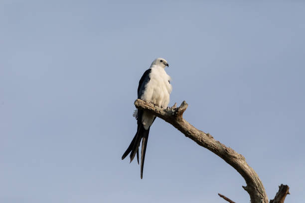 istock Swallow-tailed kite Elanoides forficatus 959028320