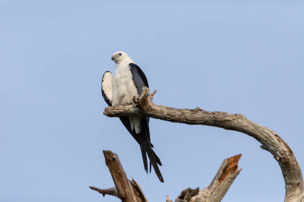 istock Swallow-tailed kite Elanoides forficatus 959028326