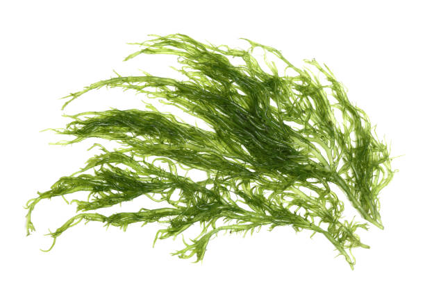 algues laminaires (algue géante) isolé sur fond blanc - algae photos et images de collection