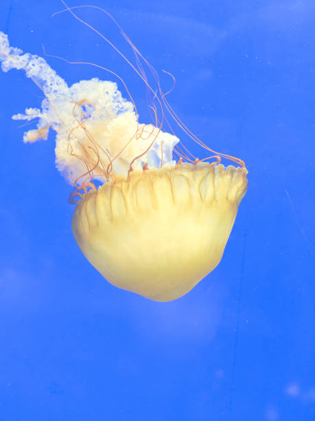 istock Orange jellyfish (Chrysaora fuscescens or Pacific sea nettle) in blue ocean water. 959031536