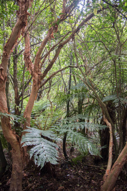 istock Mt. Cargill Woodland 959032210