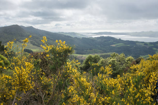 istock Weather in the Otago Peninsula 959034282