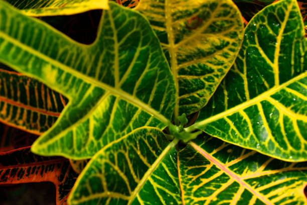 Close-up of green leaves texture background with shallow depth of field.