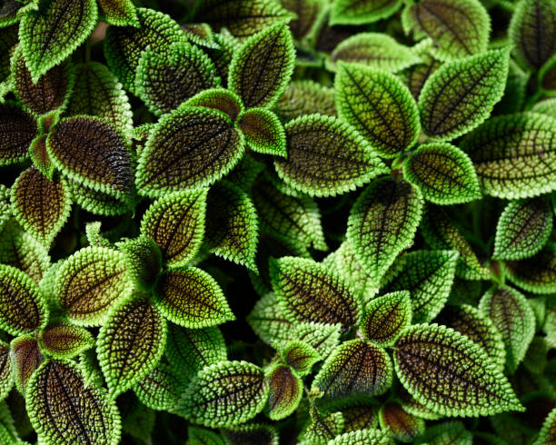 istock Green leaves texture background with shallow depth of field 959035996