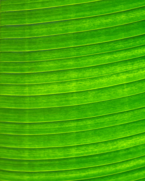 istock Green leaf texture background with shallow depth of field 959036096