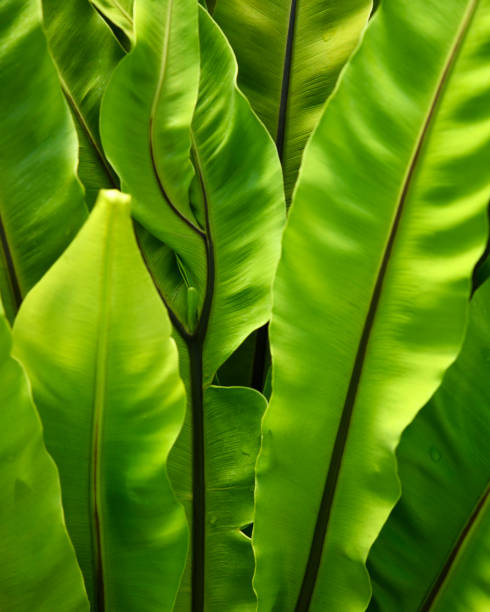 istock Green leaves texture background with shallow depth of field 959036230