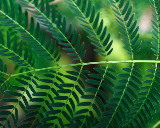 Close-up of green leaf texture with shallow depth of field.