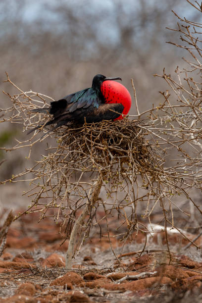 istock Great Frigatebird (Fregata minor) in Galapagos Islands, Ecuador 959038440