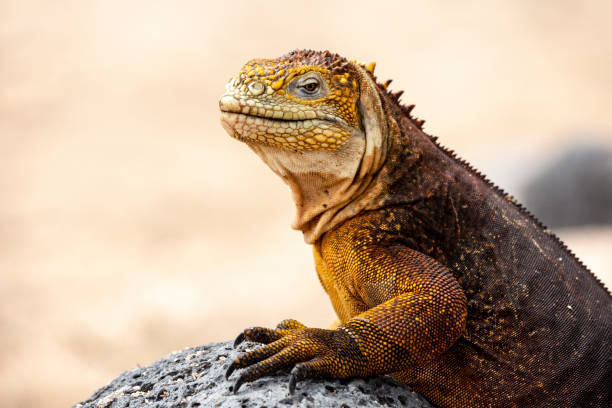 istock Galapagos Land Lguana (Conolophus subcristatus) in Galapagos Islands, Ecuador 959038460