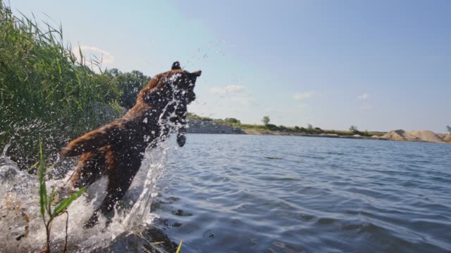 SLO MO Labrador jumping into the water
