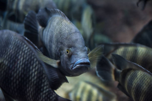 Red Tilapia fish swimming in a pond