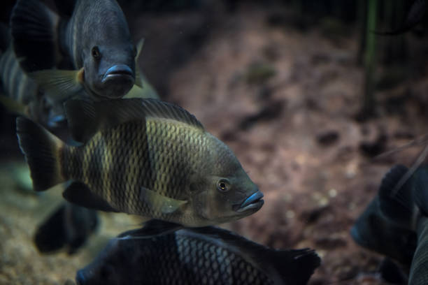 Red Tilapia fish swimming in a pond