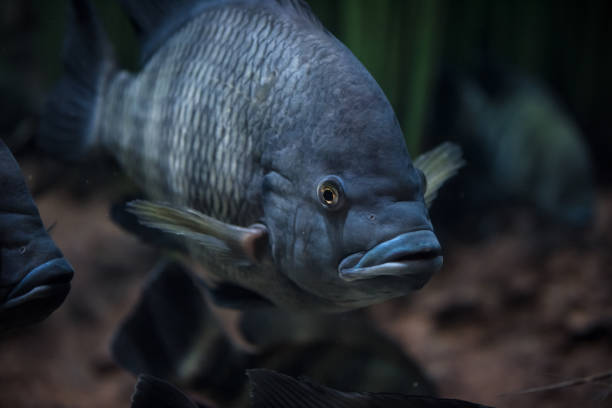 istock Red Tilapia fish swimming in a pond 959038608