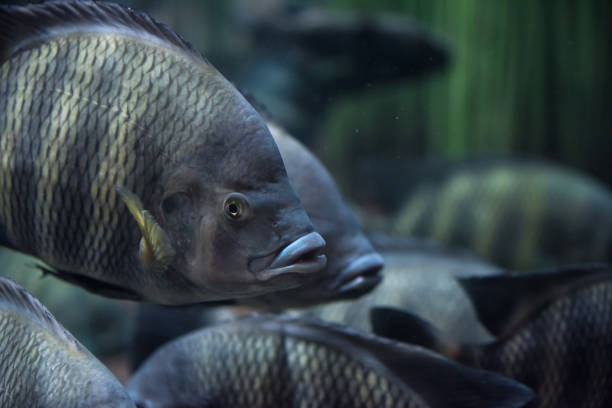 nage dans un étang du poisson tilapia rouge - tilapia photos et images de collection