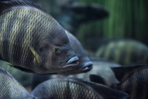 pesci tilapia rossi che nuotano in uno stagno - tilapia foto e immagini stock