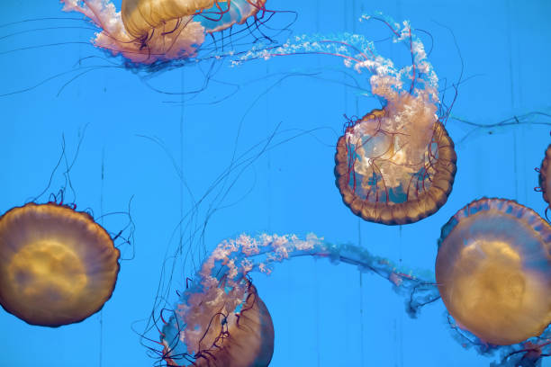 istock jellyfish in the aquarium 959038634