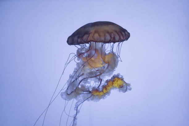 istock jellyfish in the aquarium 959038656
