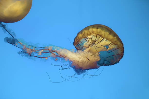 istock jellyfish in the aquarium 959038660