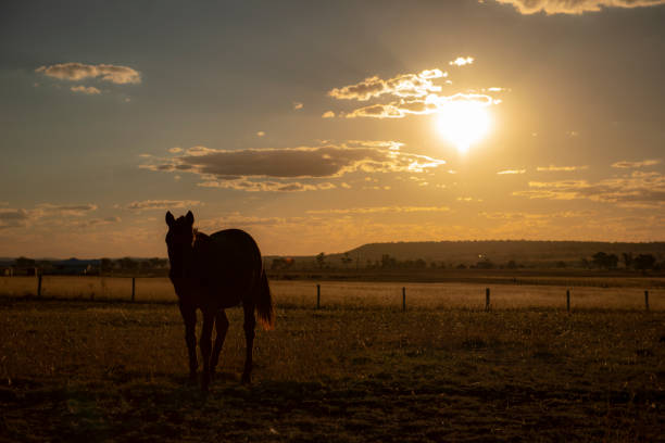 istock Australian horse in a country paddock. 959039168