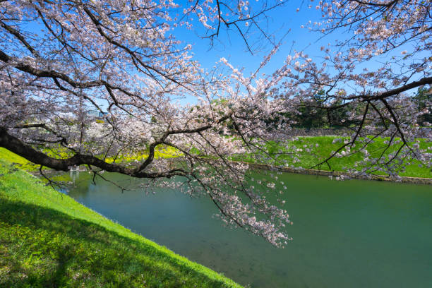 istock Cherry blossoms around Chidorigafuchi,Tokyo,Japan. 959042774
