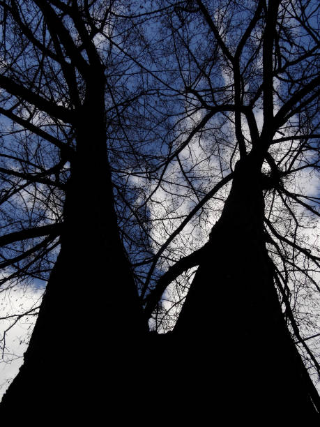 istock Bottom view on large branching tree without leaves over cloudy sky 959045766