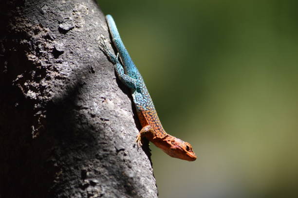 istock Lizard in Rio Clarillo National Park 959045952