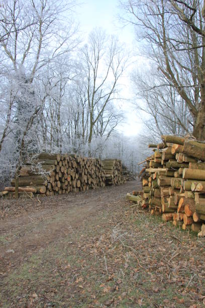 istock Chopped fuel wood in a forest 959046304