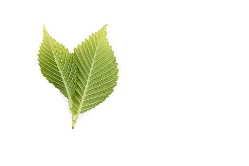 Two green leaves on a white background