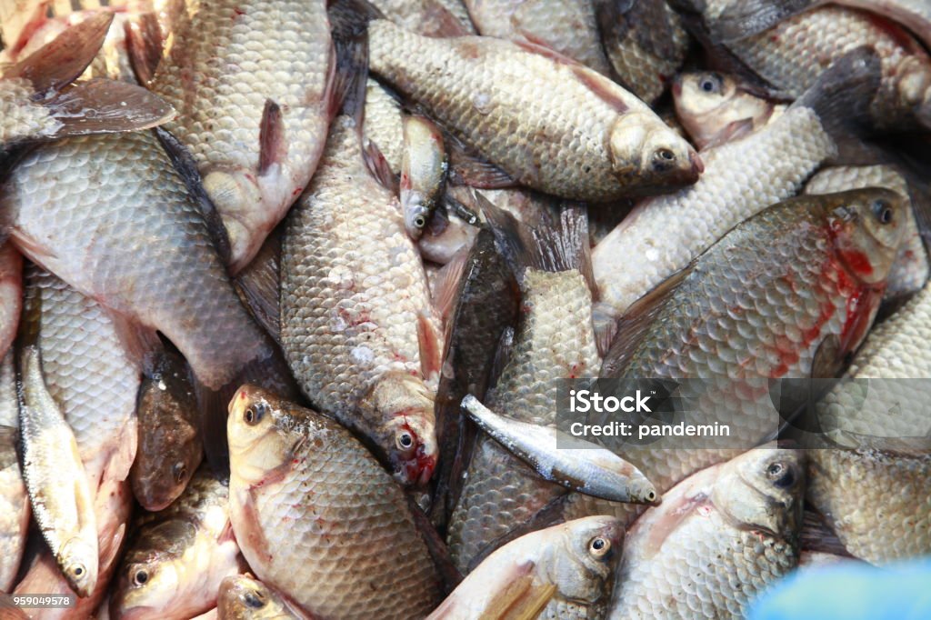 Muchos Peces Juntos Foto de stock y más banco de imágenes de Alimento - Alimento, Brillante, Carne - iStock Muchos Peces Juntos Foto de stock y más banco de imágenes de Alimento - Alimento, Brillante, Carne - iStock