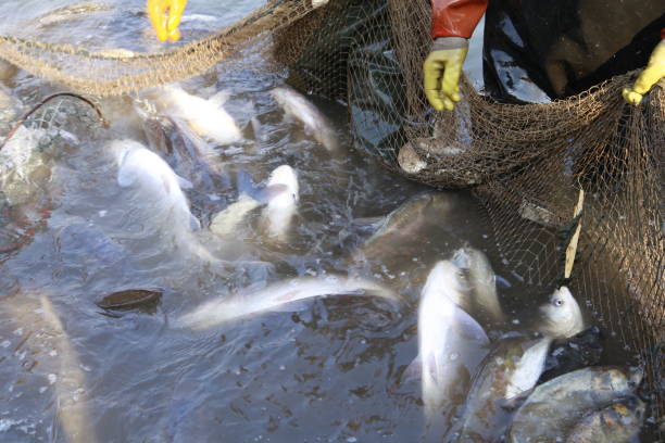istock The fish in the water fishing nets 959049698