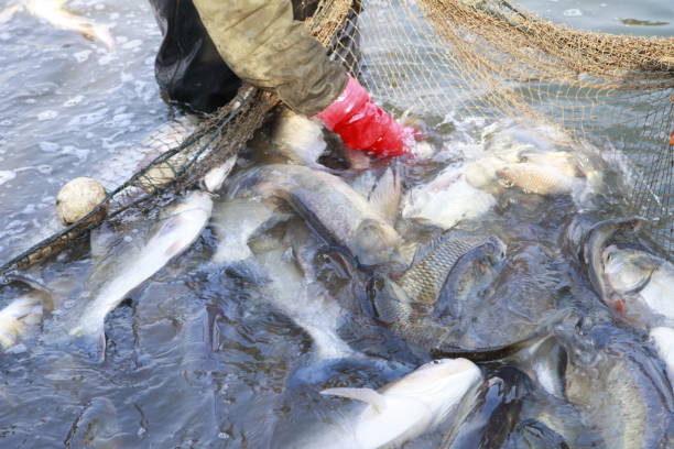 istock The fish in the water fishing nets 959049804
