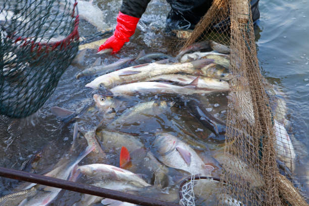 istock The fish in the water fishing nets 959049996