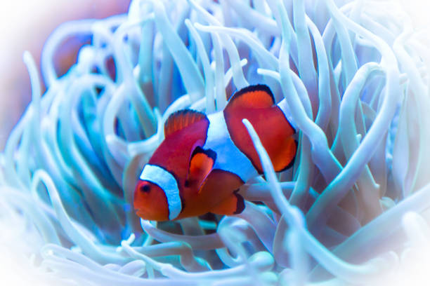 istock Clown Fish in Sea Anemone 959050052