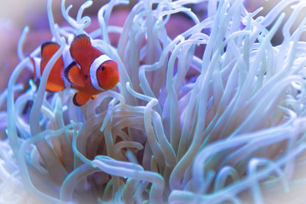 istock Clown Fish in Sea Anemone 959050054