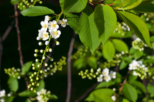 istock Close-up view of emerging white Canada red cherry tree blossoms 959050078