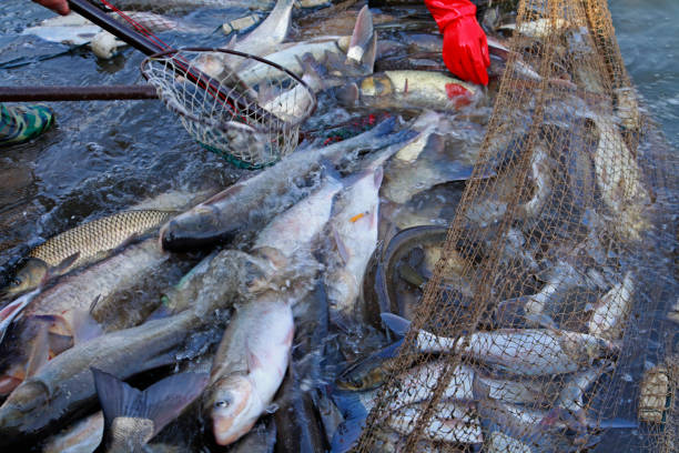 istock The fish in the water fishing nets 959050130