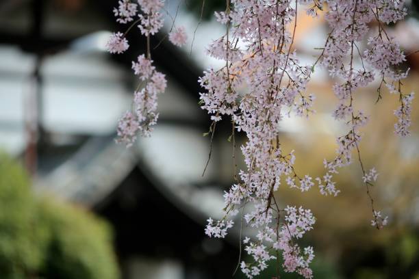 istock Cherry blossoms at temple in Kyoto 959053390