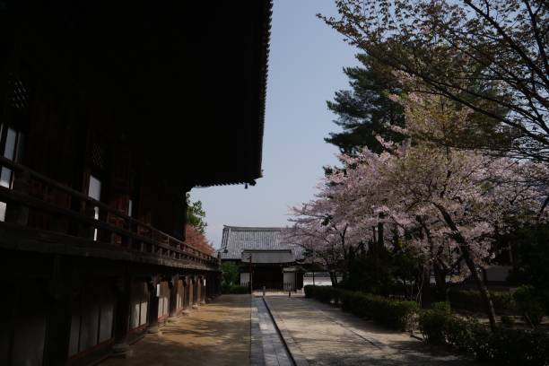 istock Cherry blossoms at temple in Kyoto 959053620